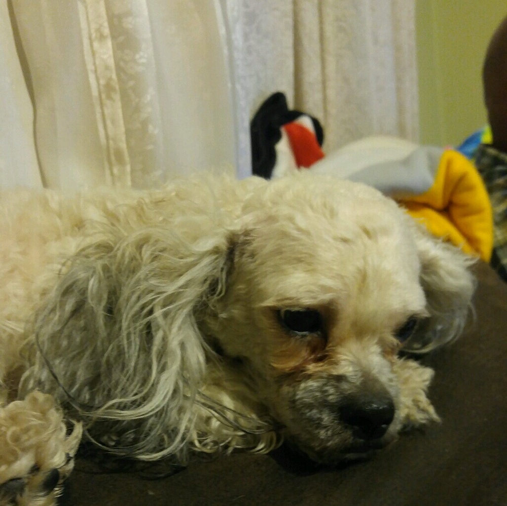 Meet your Posher, Sherry